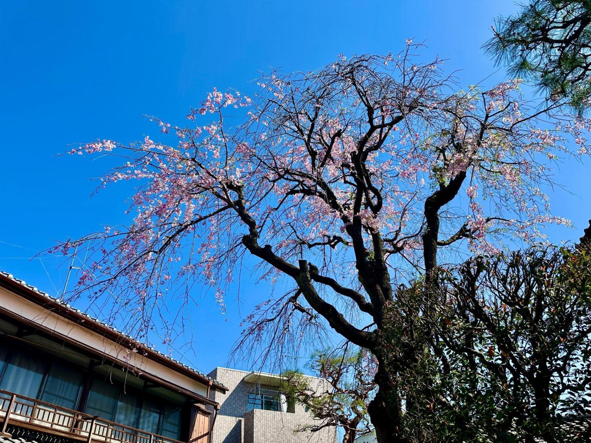 Family Or Business Travel 20 Percent Off丨200 Sqm 丨 14 Min To Shinjuku 丨century-Old Japanese Garden 丨3 Parking Spaces丨4 Bedrooms Präfektur Tokio Exterior foto